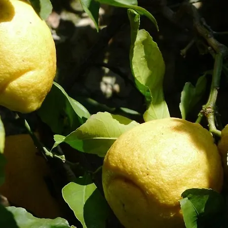 Farm stay Fattoria Di Camporomano *