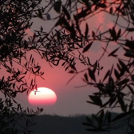 Fattoria Di Camporomano Massarosa