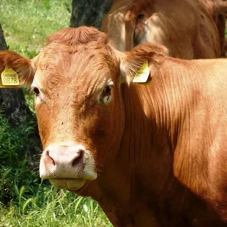 Fattoria Di Camporomano